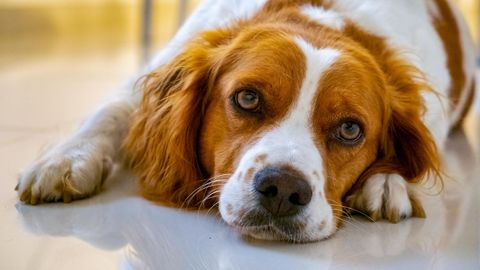 PANE TÄHELE ⟩ Need märgid näitavad, et koeral võib olla depressioon