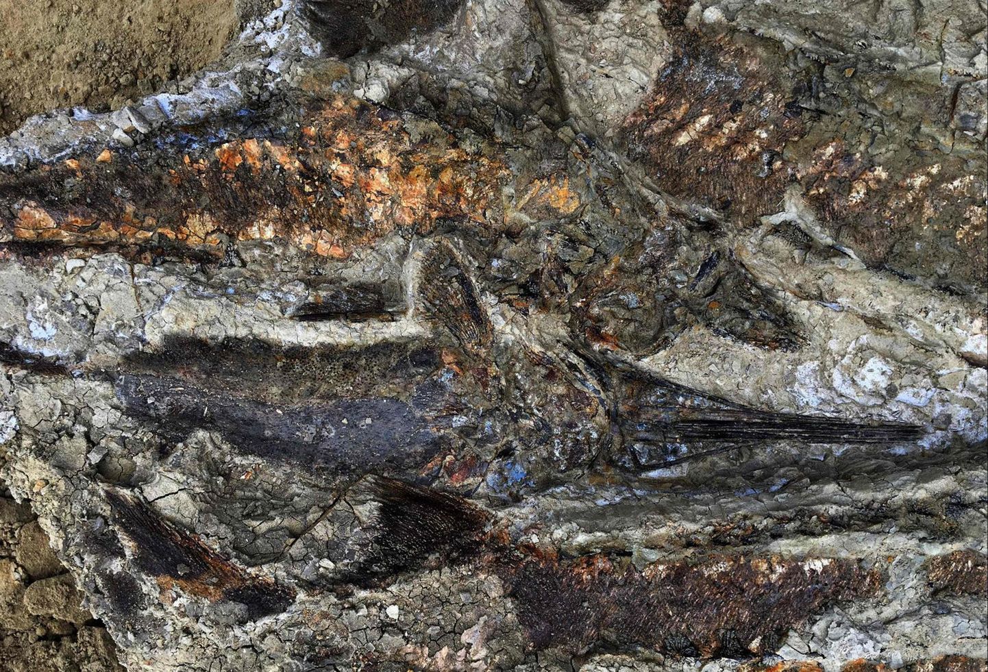 Nendele kaladele sai saatuslikuks 65,76 miljonit aastat tagasi praeguse Mehhiko alal Maad tabanud 12-kilomeetrise läbimõõduga meteoriit. Nüüd võimaldavad nad teadlastel saada ülevaadet nii enda kui dinosauruste viimasest päevast. 