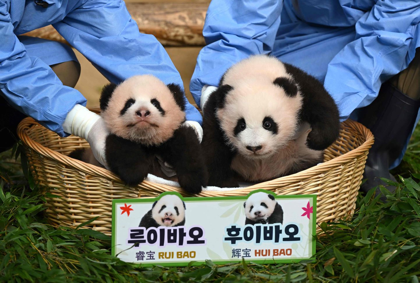 Talitajad näitavad Lõuna-Korea Everlandi teemapargis sündinud ja peagi sada päeva vanaks saavaid pandatüdrukuid Rui Baod (vasakul) ja Hui Baod.
