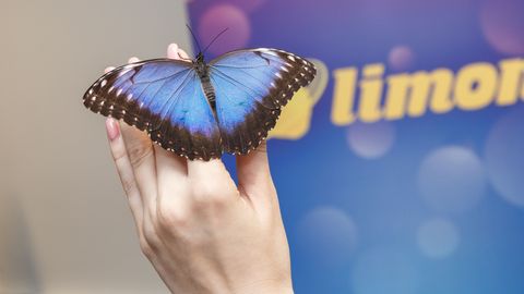 Лето продолжается: тропические бабочки теперь рождаются в Эстонии! (ФОТО)