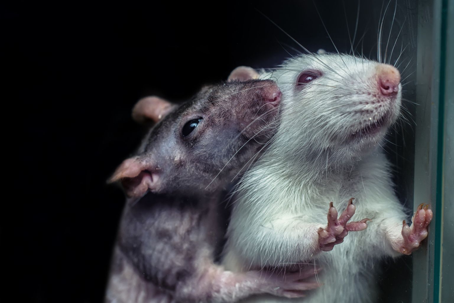 Крысы. Фото иллюстративное.