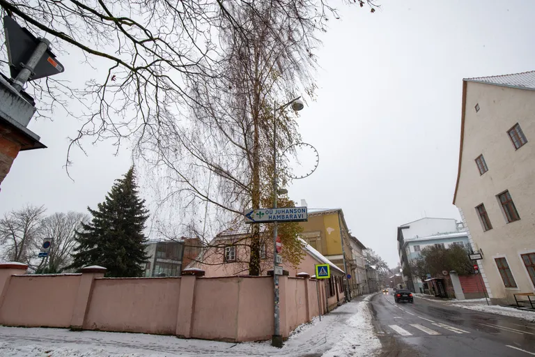 Igihalja puu puhul oleks selline vaatepilt tavaline, heitlehistel see normaalne pole.
