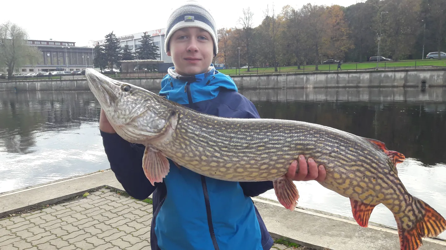 Sellest sügisest Koidu keskuse kalastusringis osalev Artur Ipits (12) hakkas kalal käima nelja-aastaselt. Pühapäeval tõmbas ta Emajõest välja ligi 12 kilo kaalunud haugi. Pärast mõõtmisi ja fotosessiooni lasti purikas jõkke tagasi.