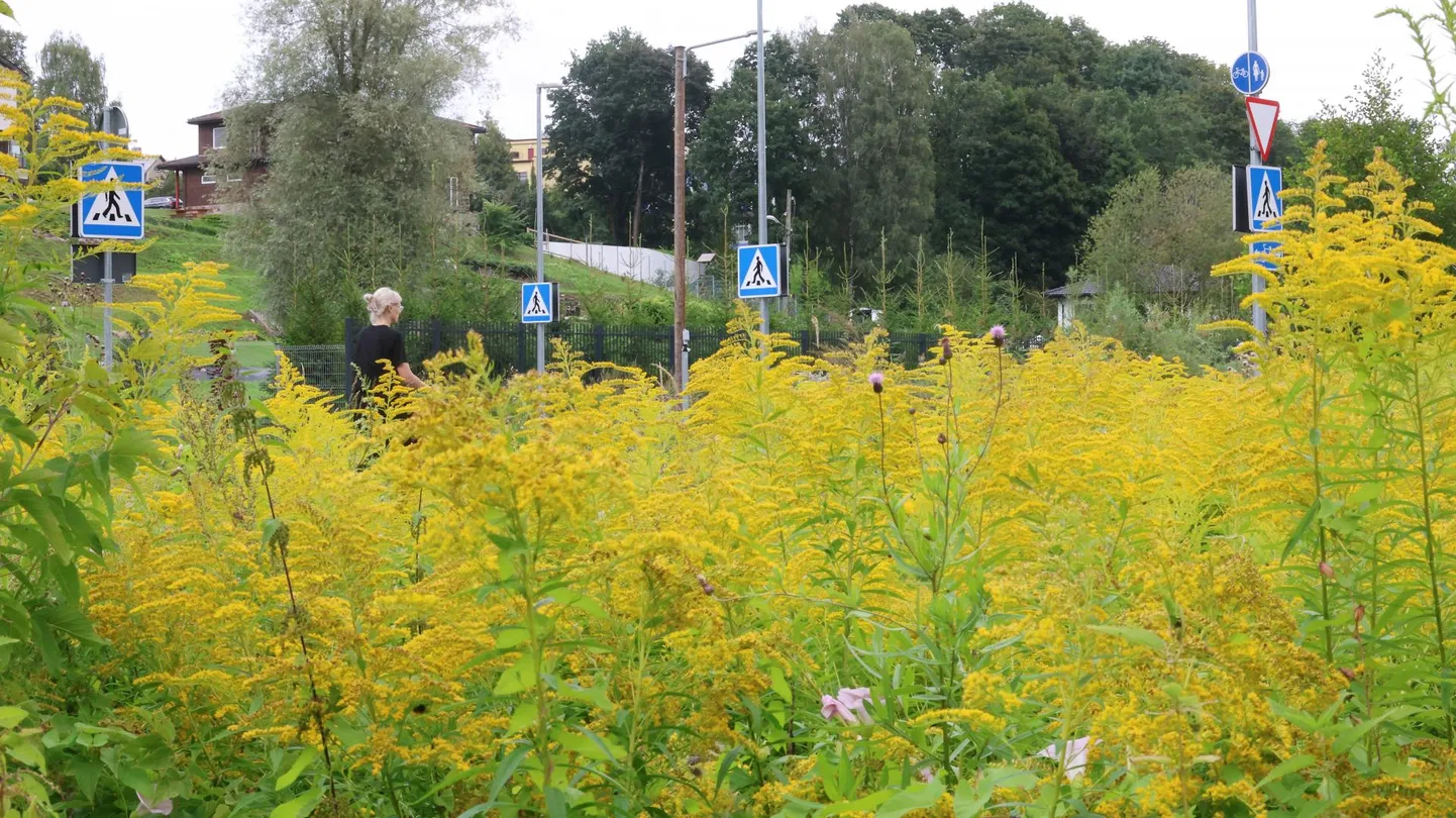 Kanada kuldvits laiutab ka Ujula tänaval, kus Roheringi projekti toel on neid tuleval aastal plaanis tõrjuma asuda. Tänavu tõrjet plaanis pole.