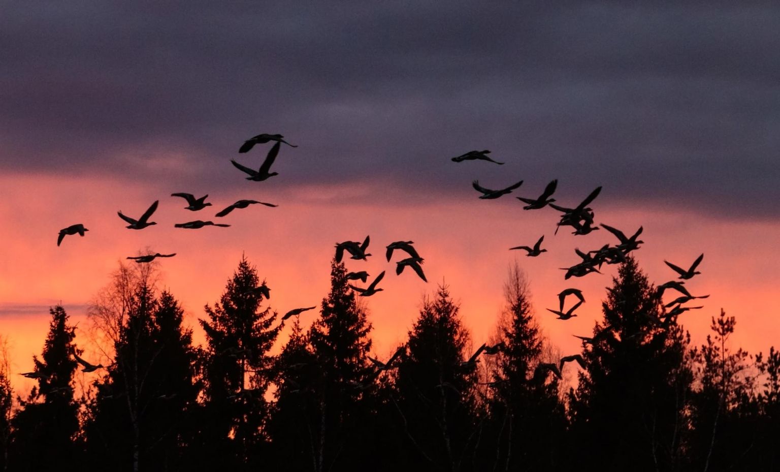 Tallinna lennujaamas on tööl ornitoloog, kes lindude rännet jälgib ja lennukimeeskondadele hoiatusi väljastab.