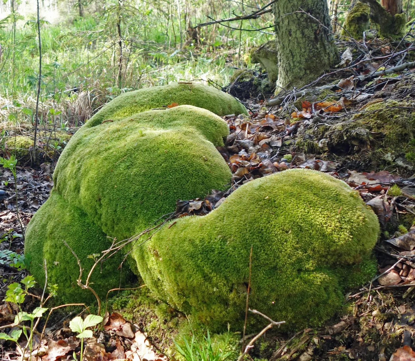 Aasta sammal on harilik valvik.