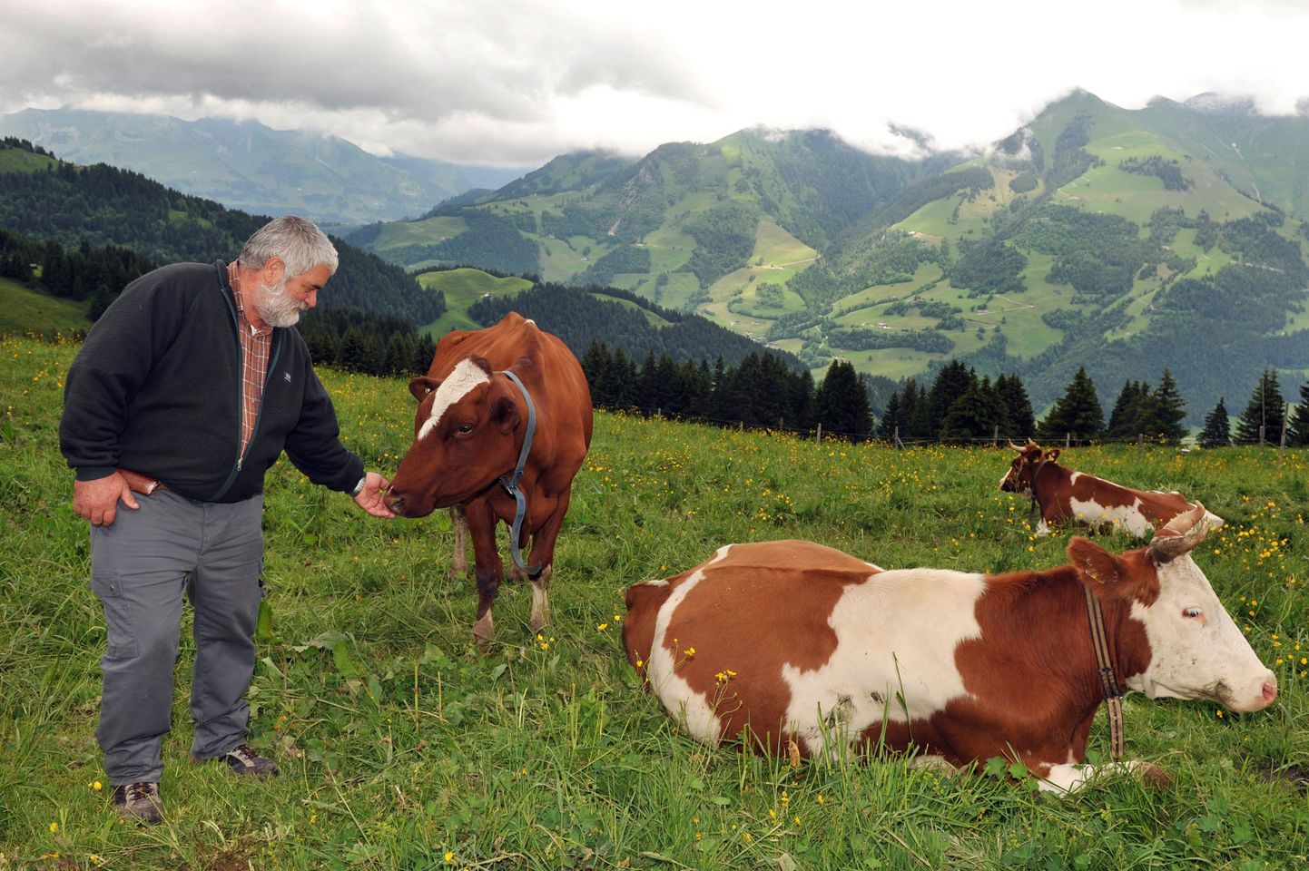 280 euro eest pakub šveitsi farmer Michel Izoz terveks suveks lehmi rendile.