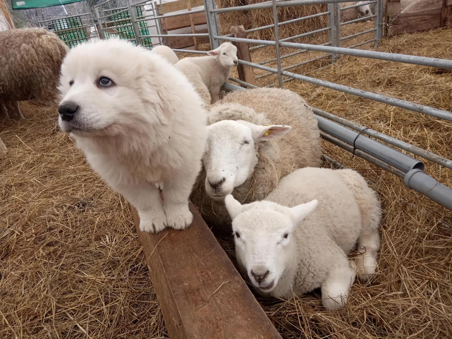 Et Maremma-Abruzzo kutsikast tõeline karjavalvekoer sirguks, peab ta kasvama lammaste keskel.