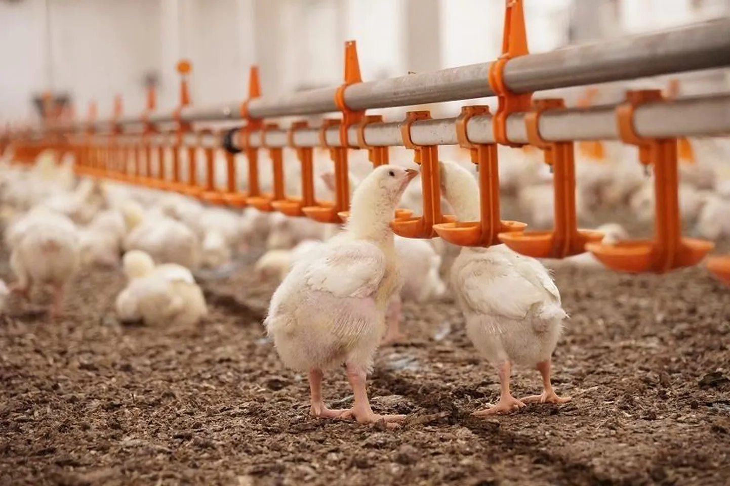 Renoveeritud Ülgase broilerifarm on üks tänapäevastele nõuetele vastavatest HKScan Estoniale kuuluvatest farmidest Eestis.