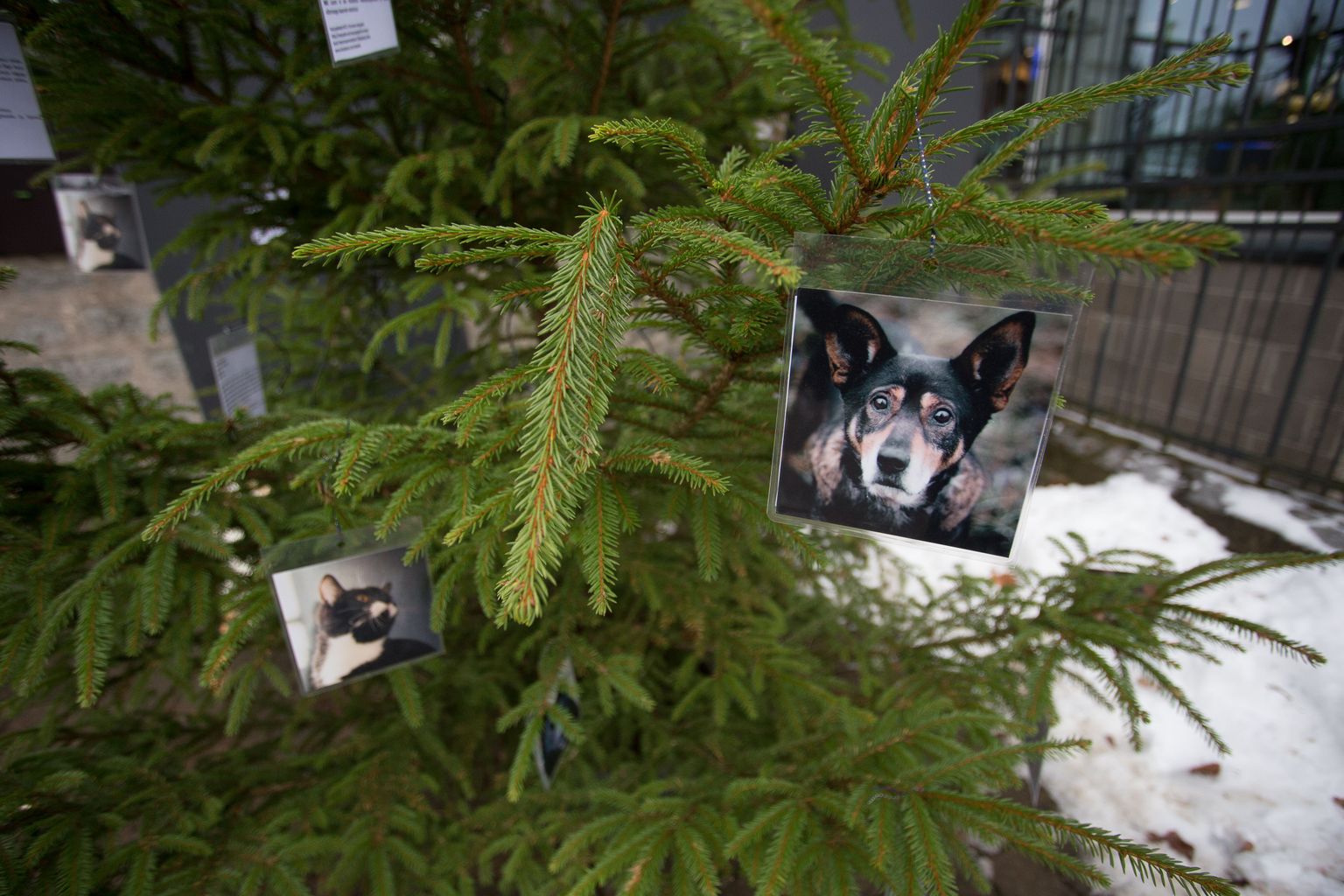 Kodutud loomad said möödunud aasta lõpus Rakveres oma jõulupuu.
