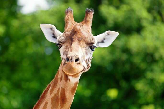 ТАКОГО ВЫ ЕЩЕ НЕ ВИДЕЛИ ⟩ В США родился жираф с уникальным окрасом