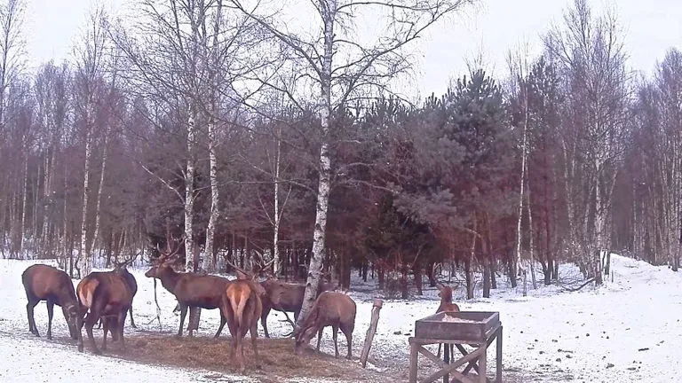 Hirvekaamera näitab pilti Saaremaalt.