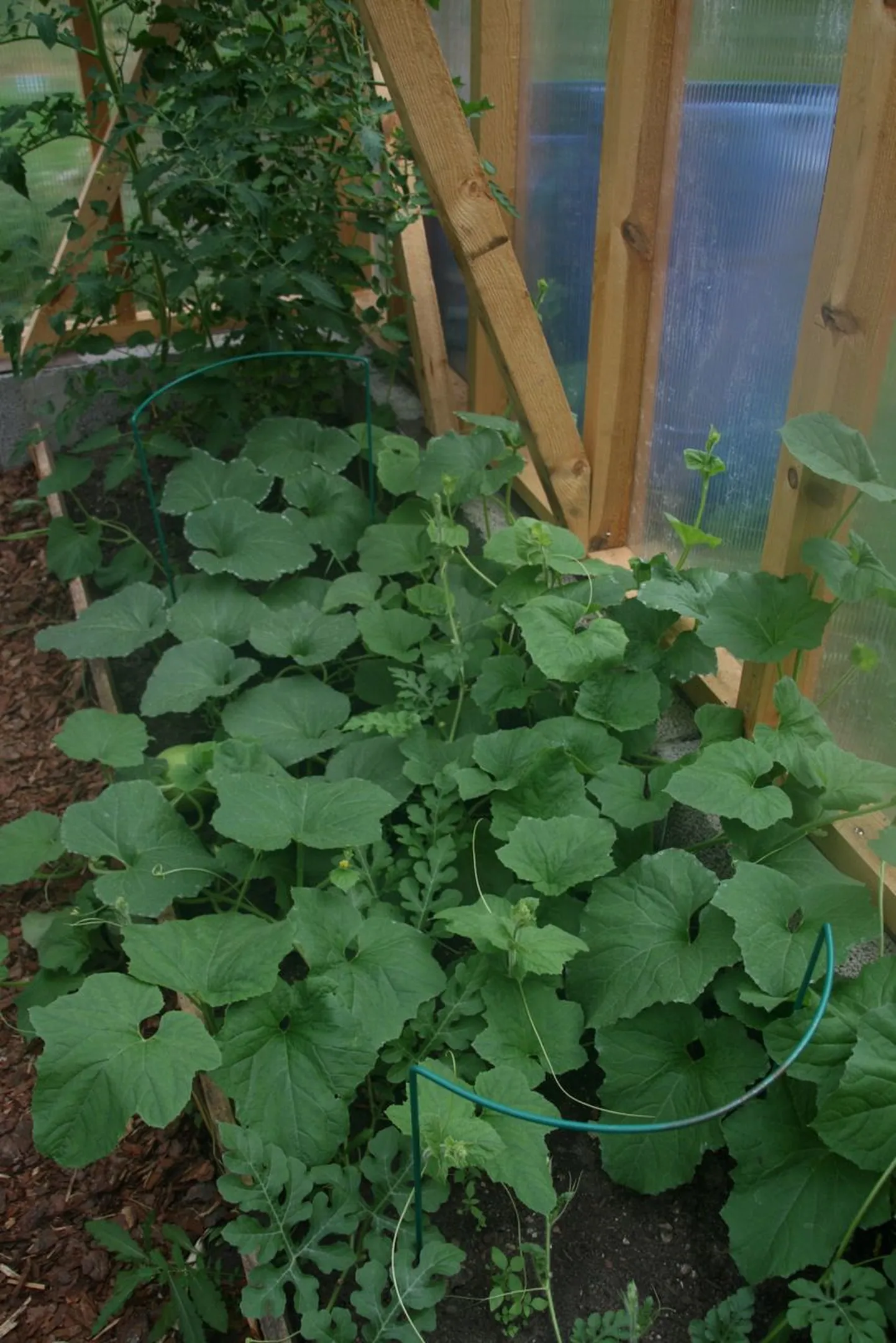 Melonid.