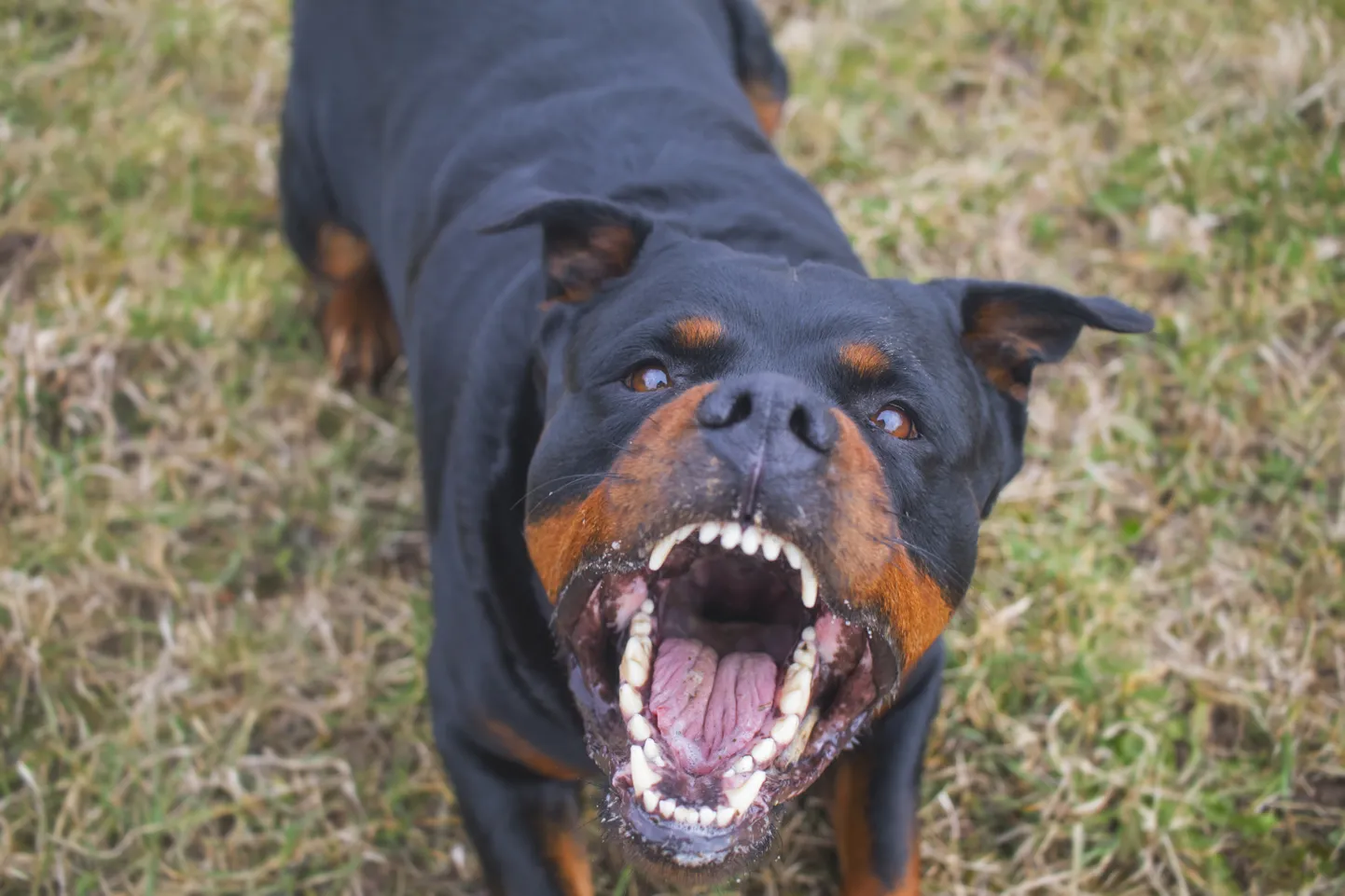 Rottweiler