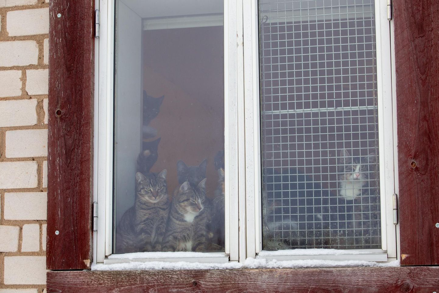 Linnale kuuluv kodutute loomade varjupaik on Viljandi vallas Tümal.