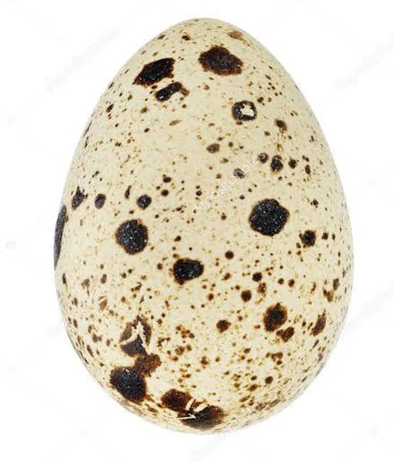 Linnu muna