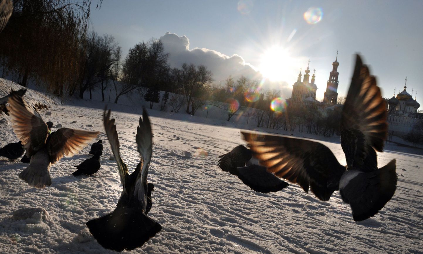 Tuvid Moskvas Novodevitši kloostri juures oleva tiigi jääl. Pilt on tehtud 15. detsembril.