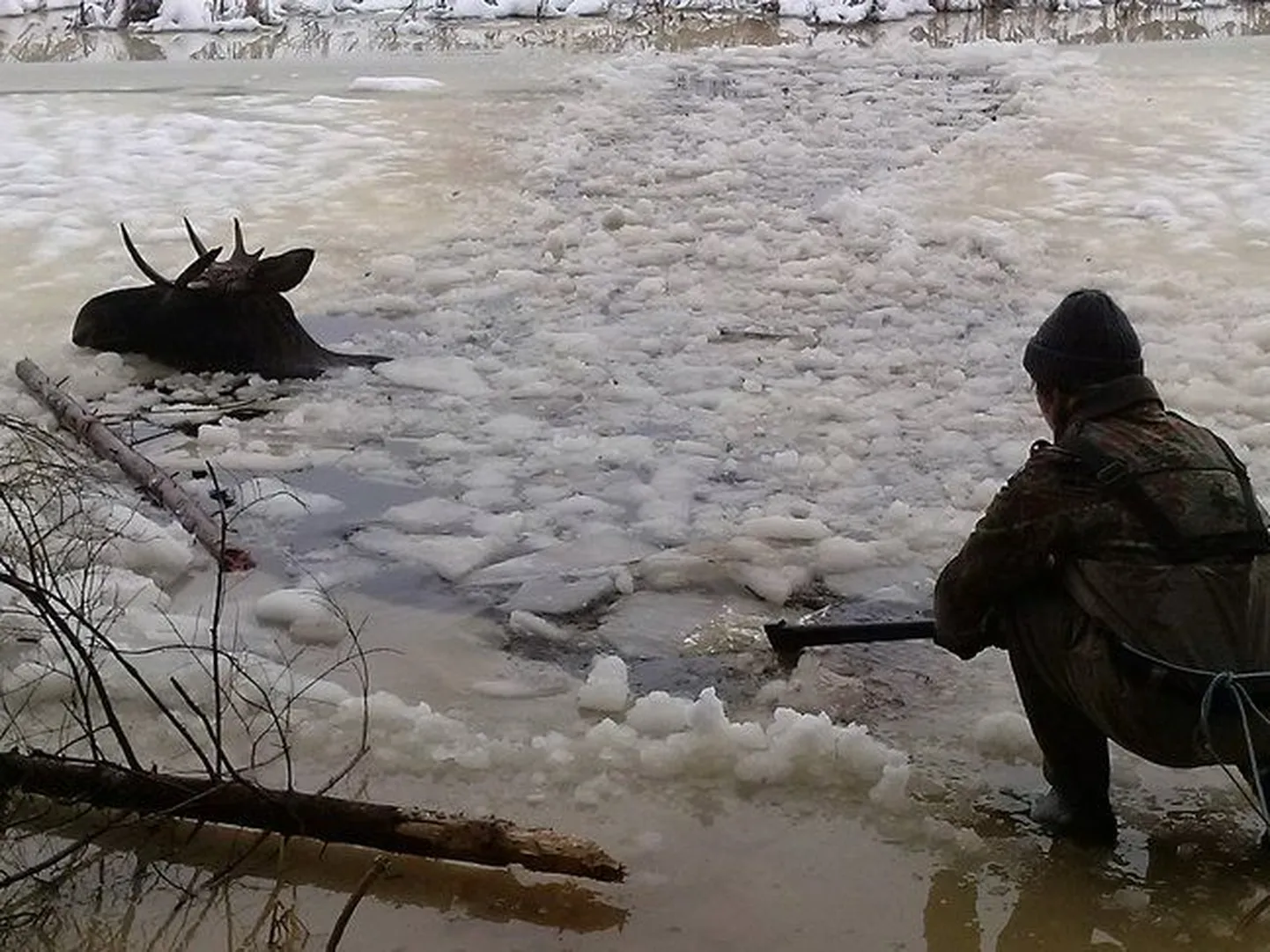 Спасенный охотниками лось.