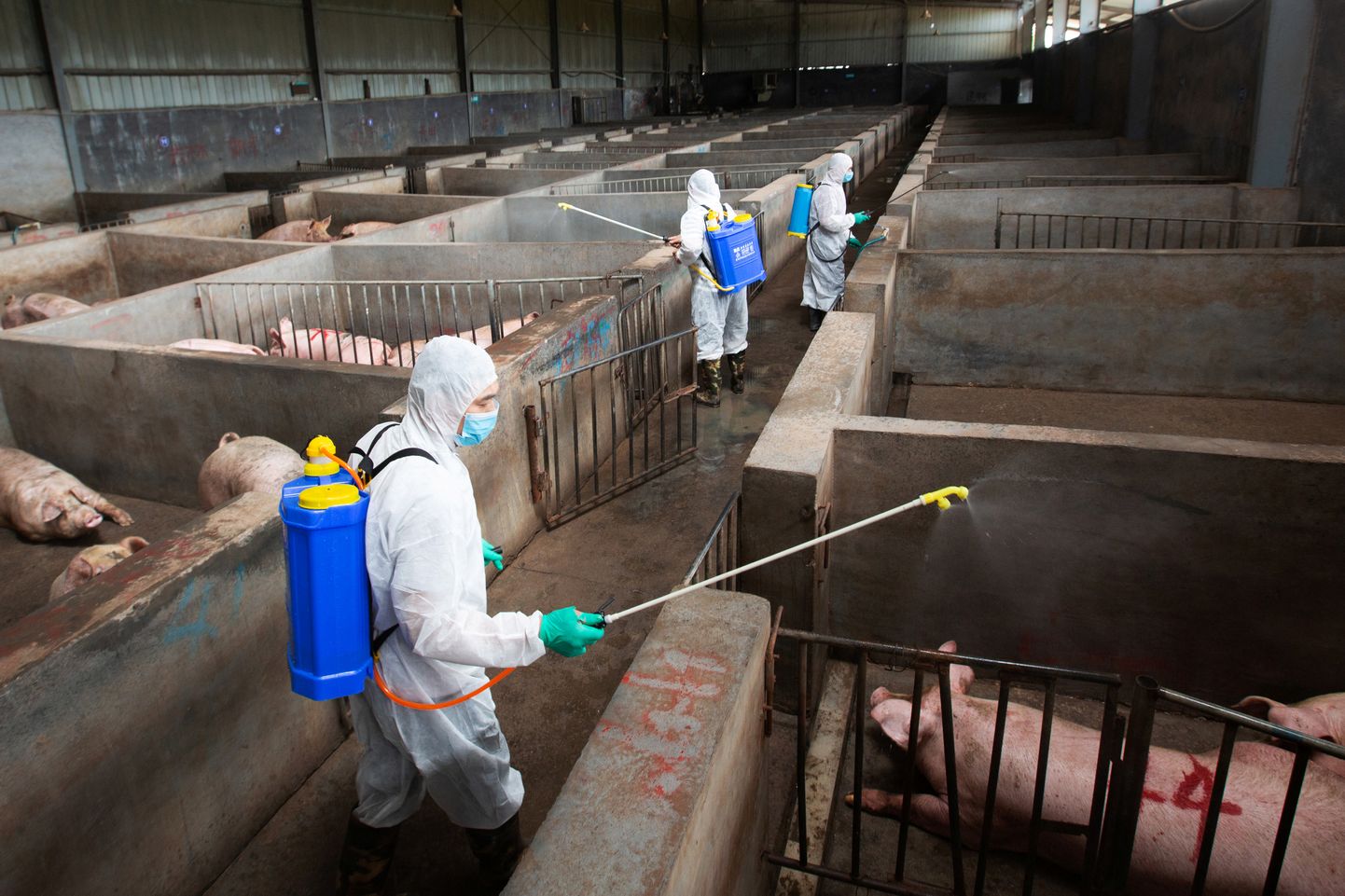 Ветеринарные чиновники дезинфицируют свиную ферму в Китае, провинция Чжэцзян.