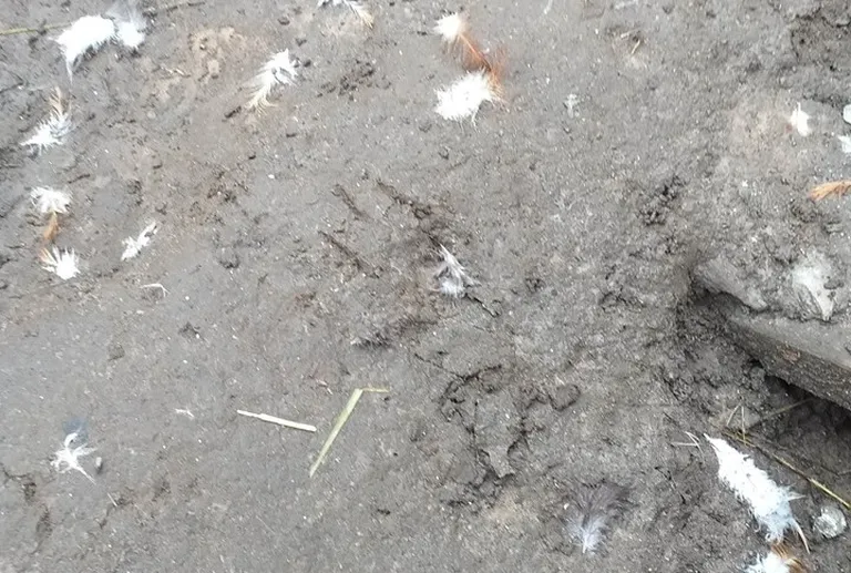Jälje järgi peab jahimees süüdlaseks rebast.