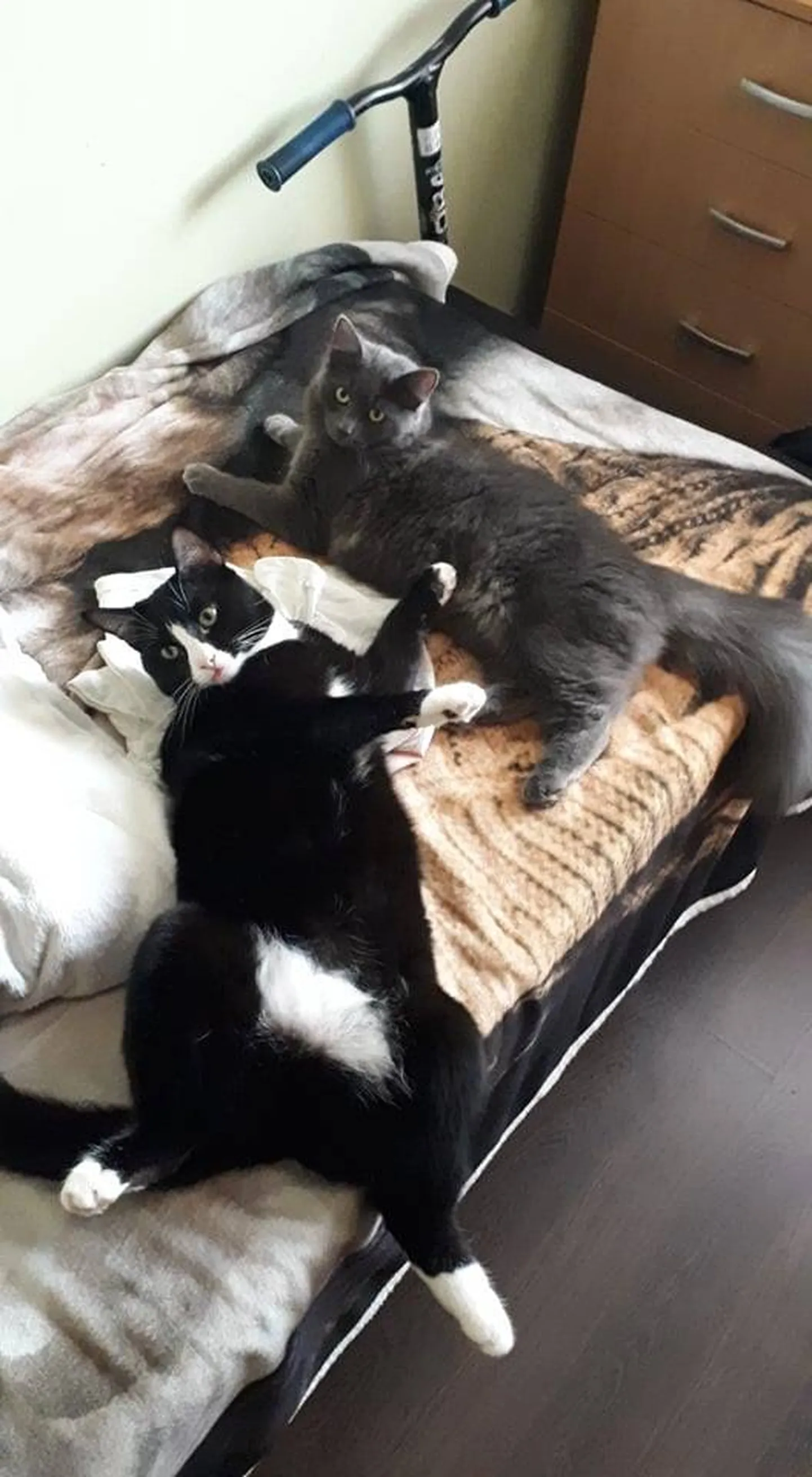 Artikli foto