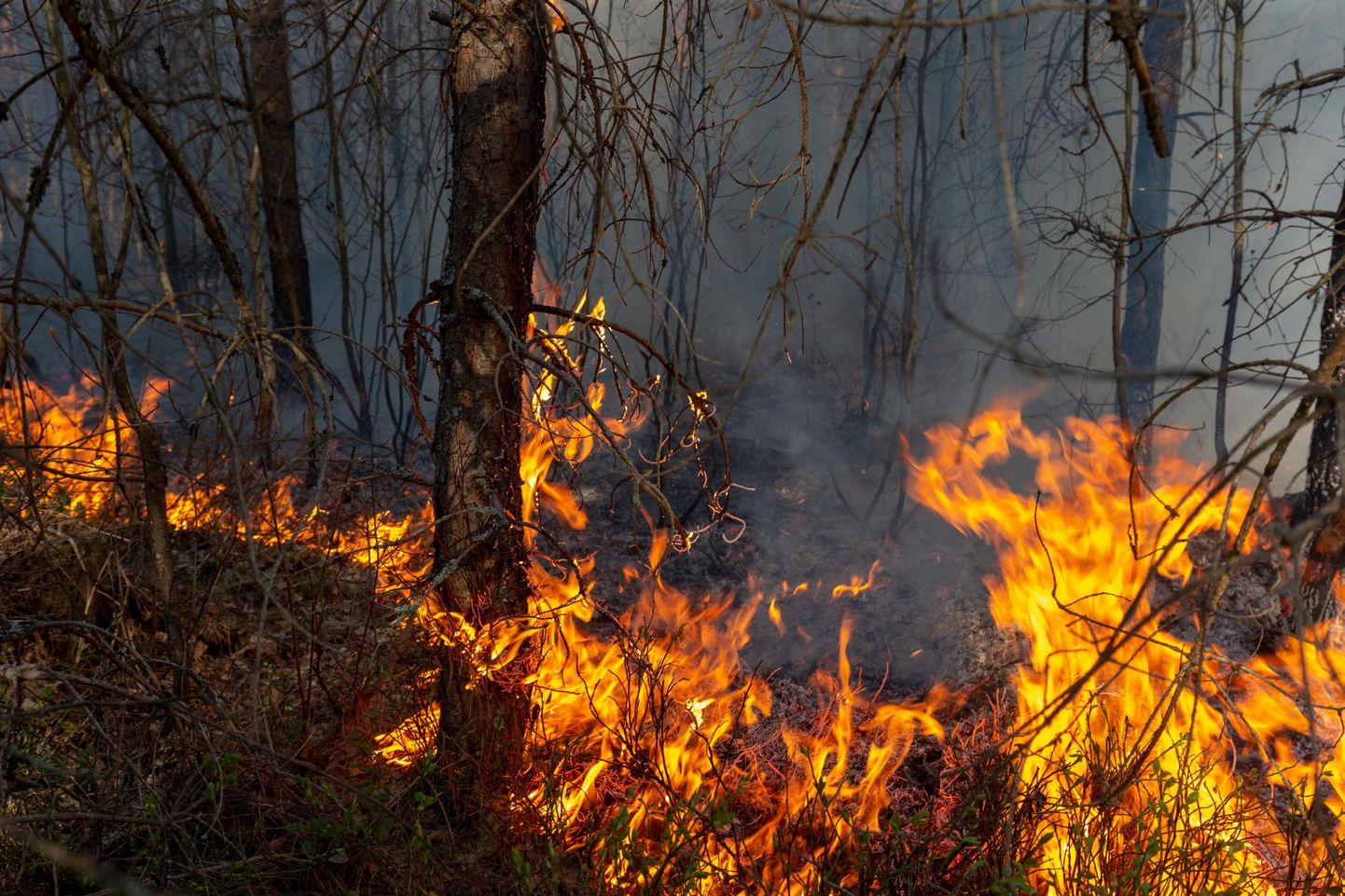 Kolmapäeva õhtul põlesid Vaiblas turbapinnas ja taimestik ning süttinud olid kuivemad puud.