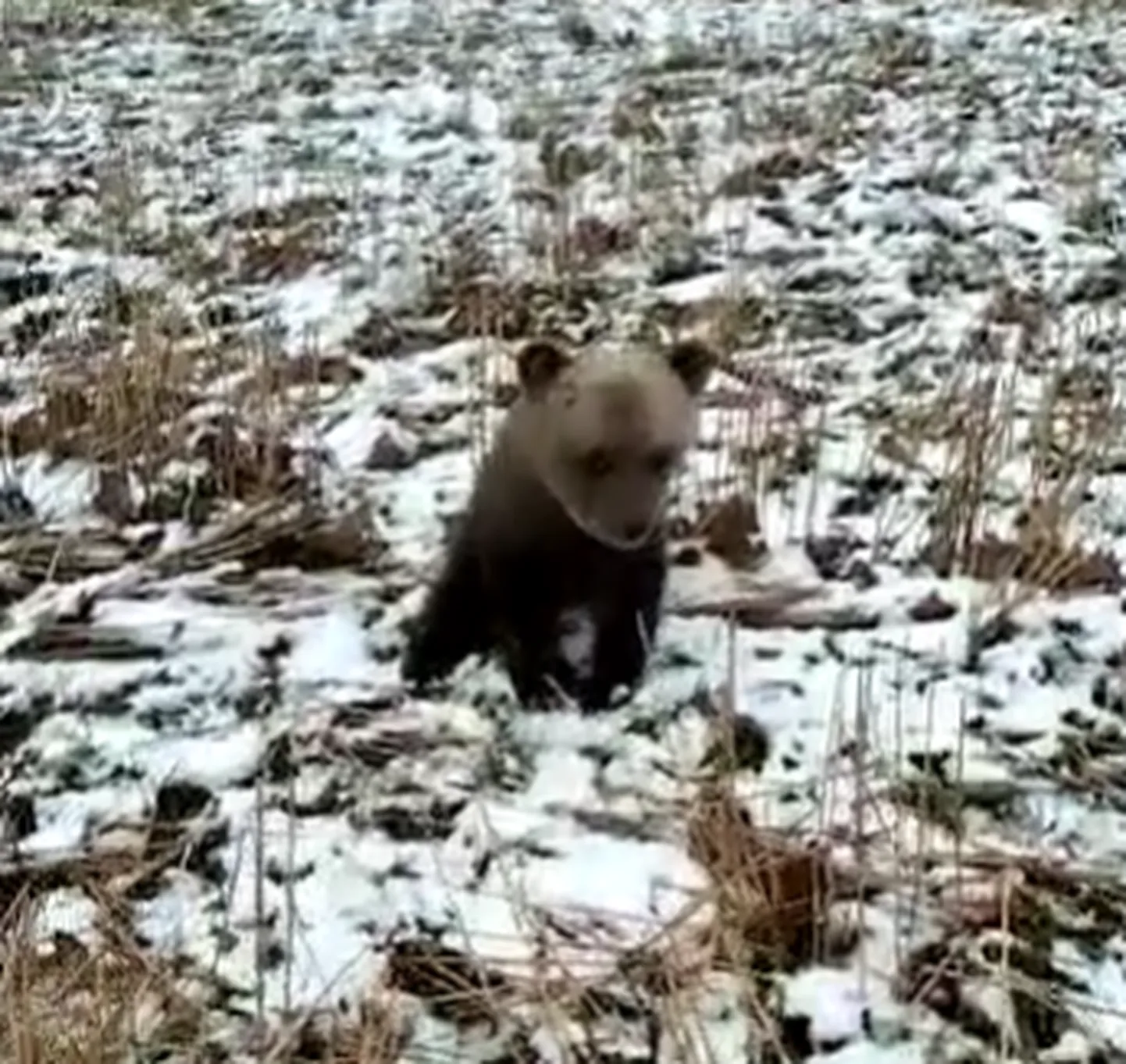 Медвежонок