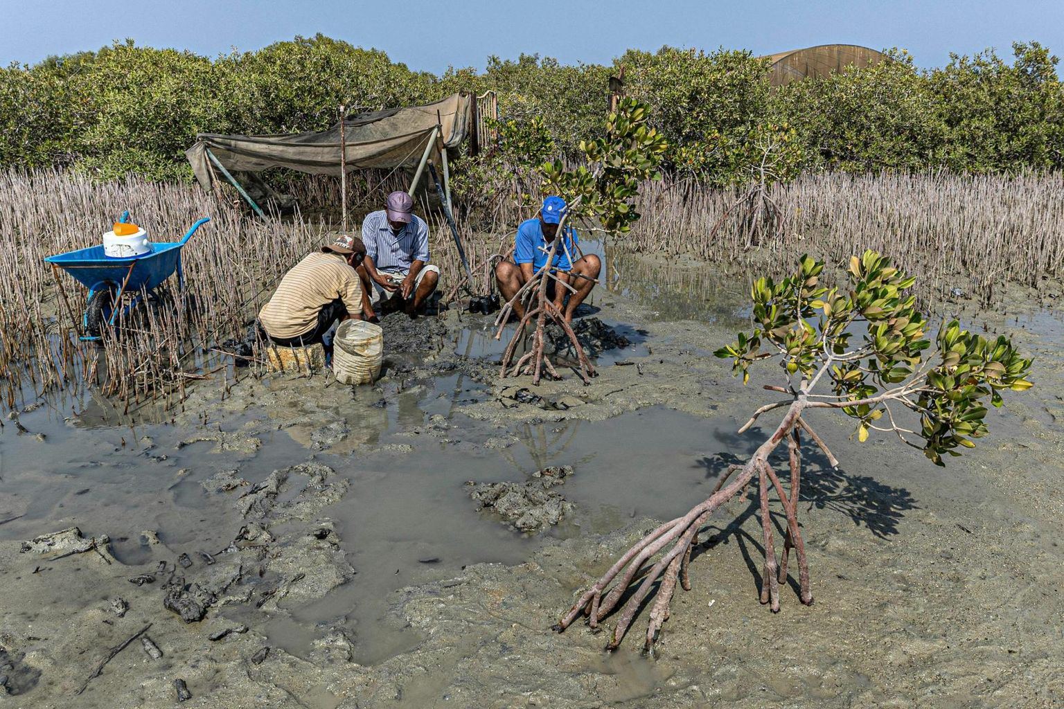 Töölised istutavad Egiptuses Punase mere rannikul mangroovipuid paika, kus need varem kasvasid. Kanadas sõlmitud elurikkuse kokkulepe näeb ette ka kahjustatud maismaa, siseveekogude, ranniku- ja mereökosüsteemide taastamist. 