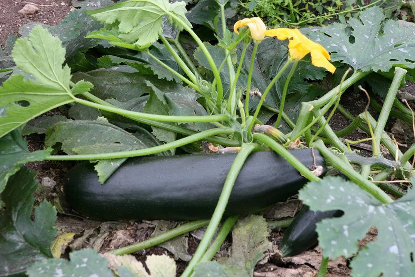 Suvikõrvits