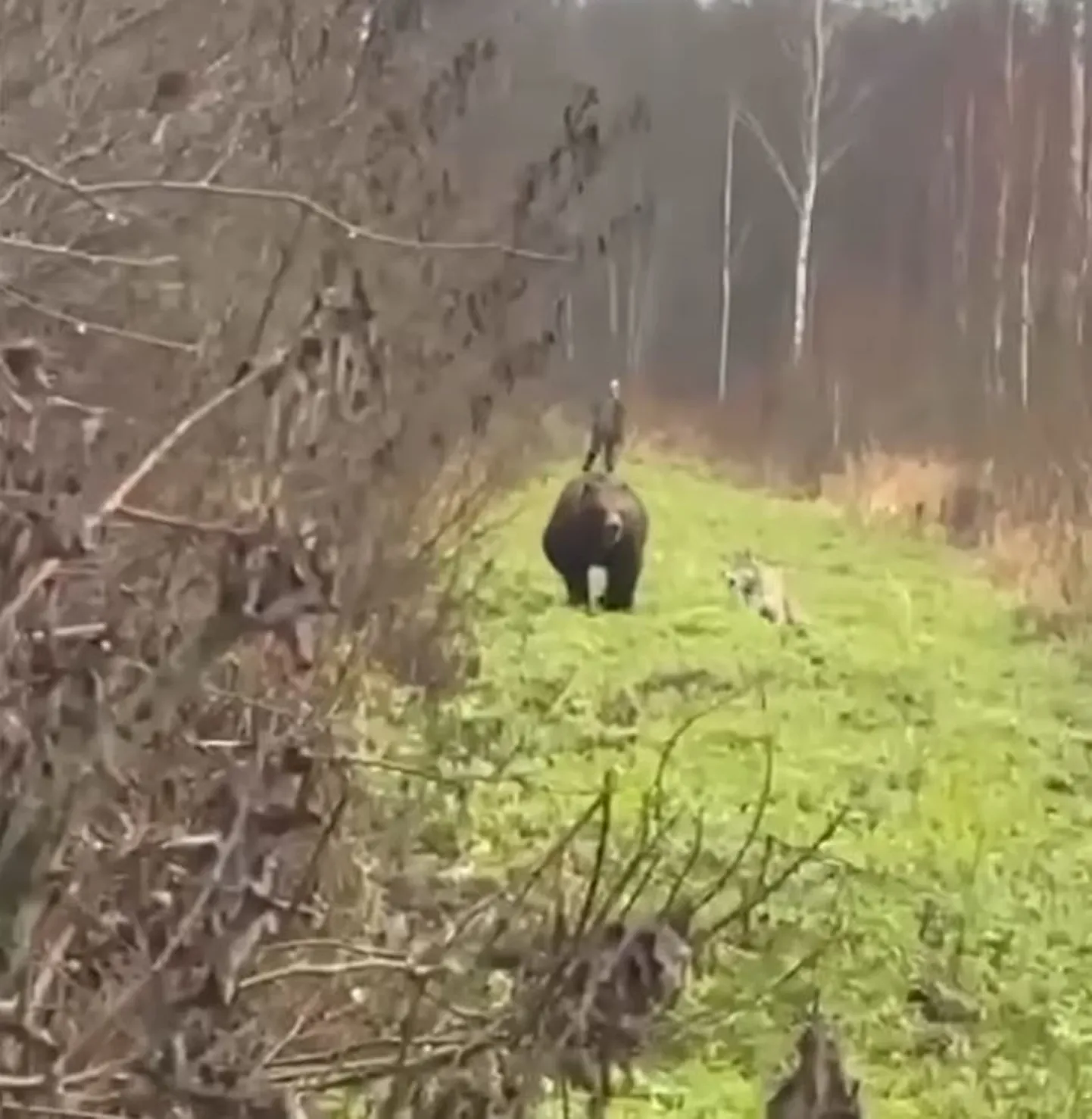 Медведь бежит на человека