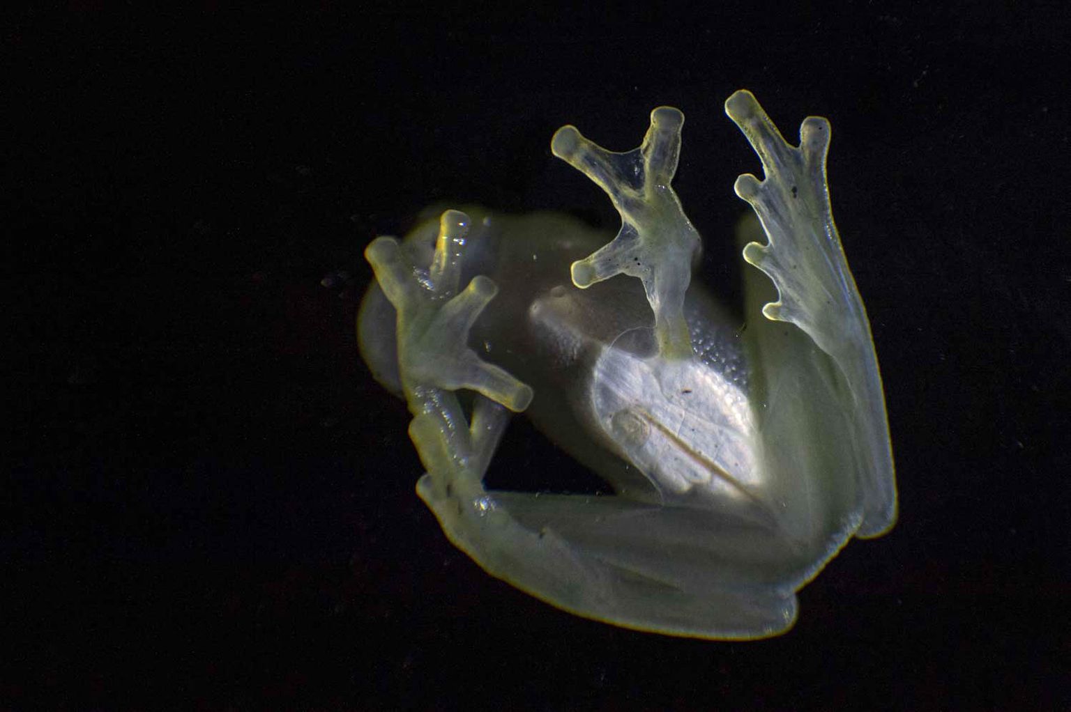 Прозрачные лягушки распространены в Южной и Центральной Америке. Особь на фото родом из Перу.