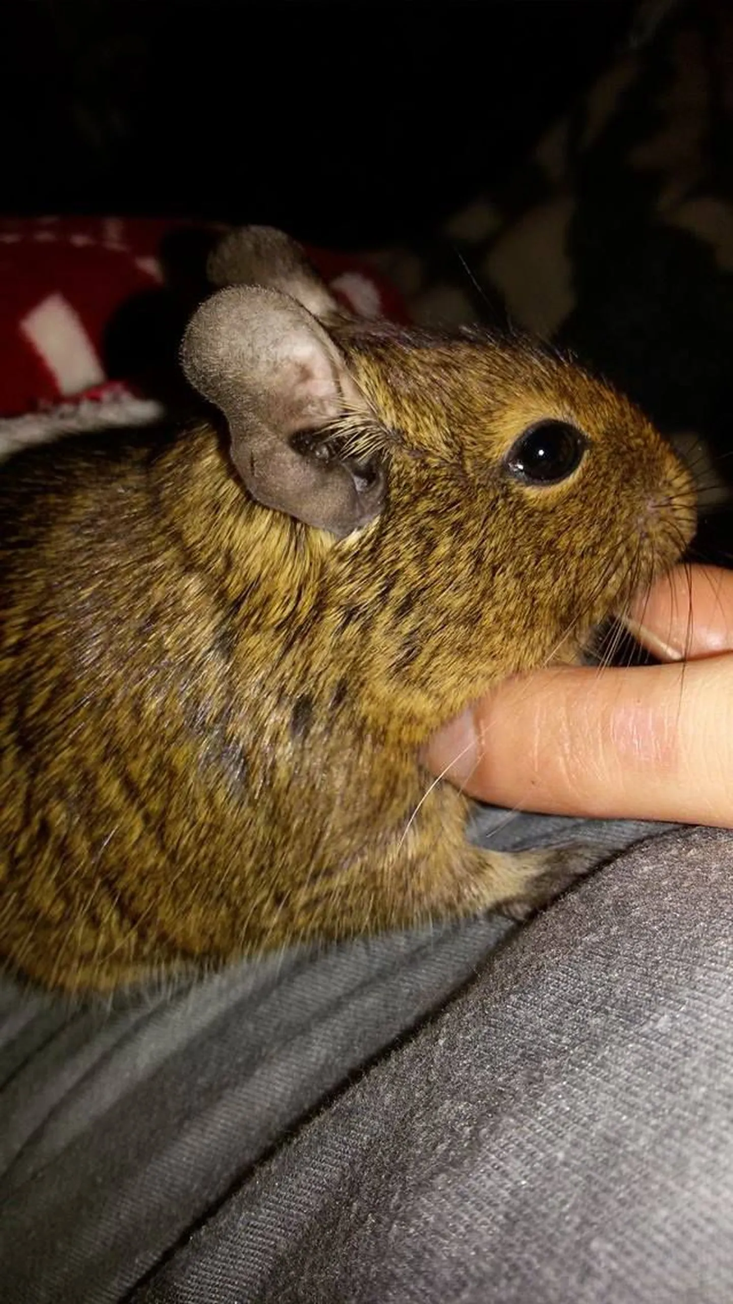 Deegu.