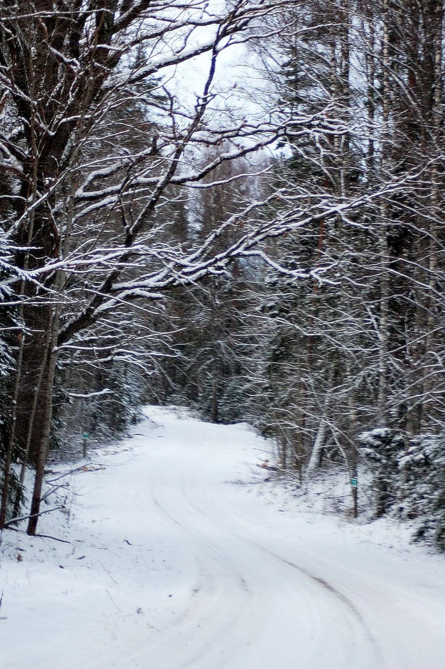 Лес зимой. Снимок иллюстративный.
