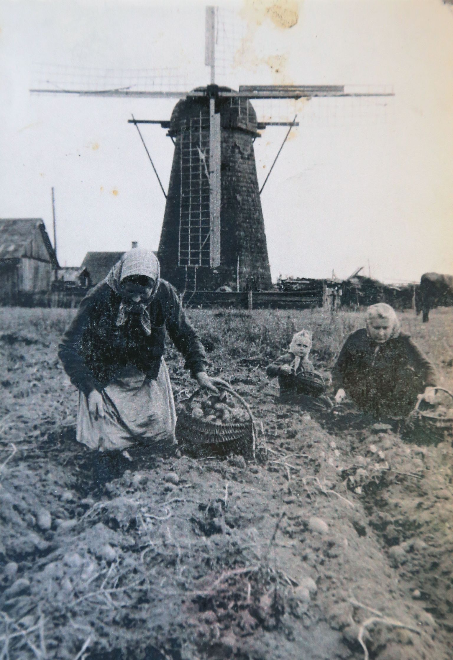 Rannu vallas Tamme külas 1958. aasta sügisel tehtud fotol on Tamme tuuleveskil kõik tiivad alles, tol ajal käis seal veskil kogu küla rahvas.