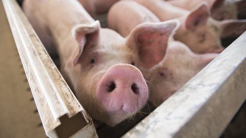 "Vaiņodes bekons" cūku likvidēšanas kompensēšanai piešķir 912 000 eiro