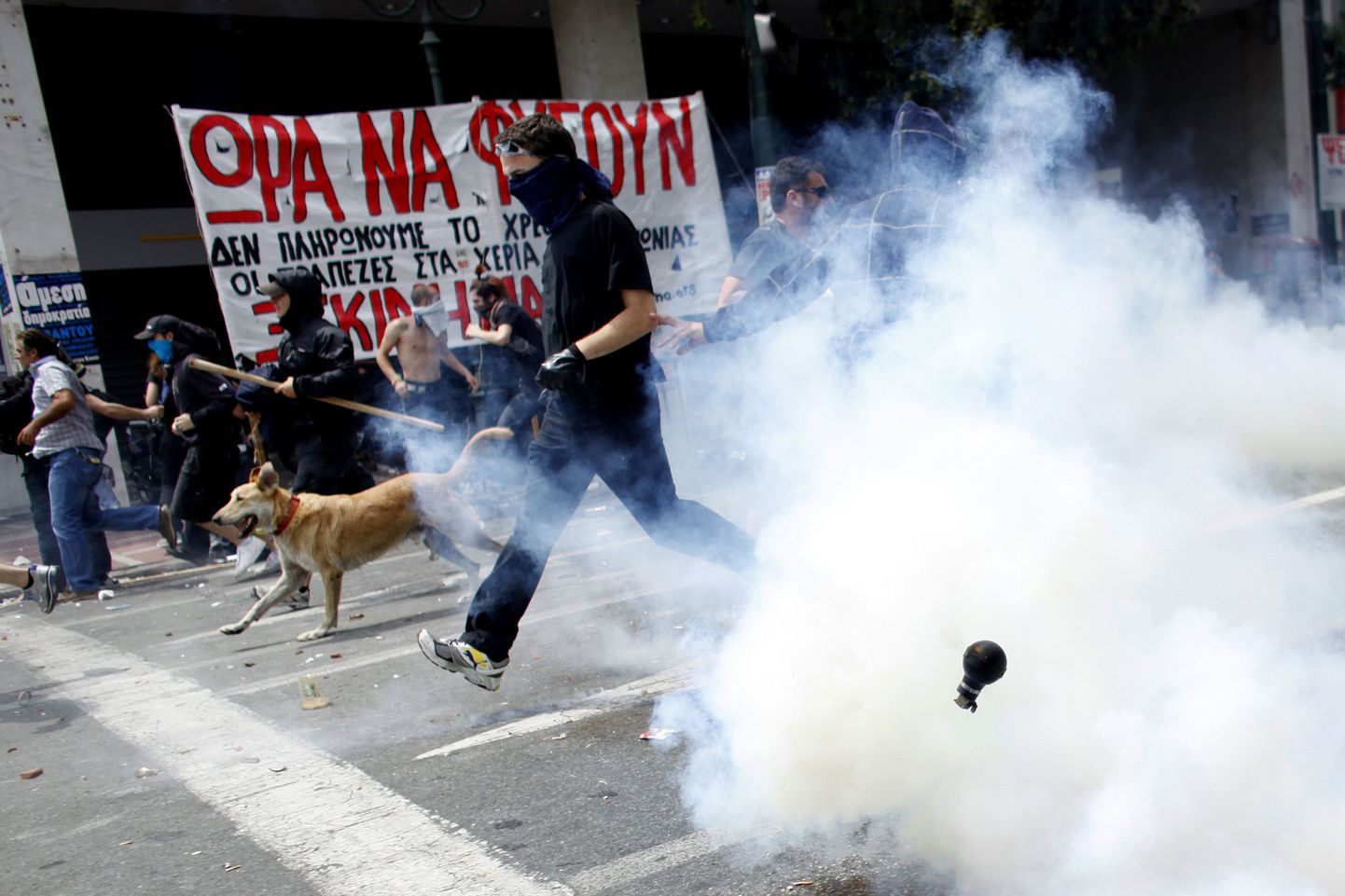 Kreeka protestikoerana tuntud Kanellos meeleavalduste keskel.