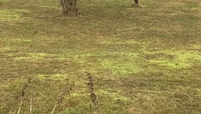 Ōuemuru on tänavu nagu samblasoo.