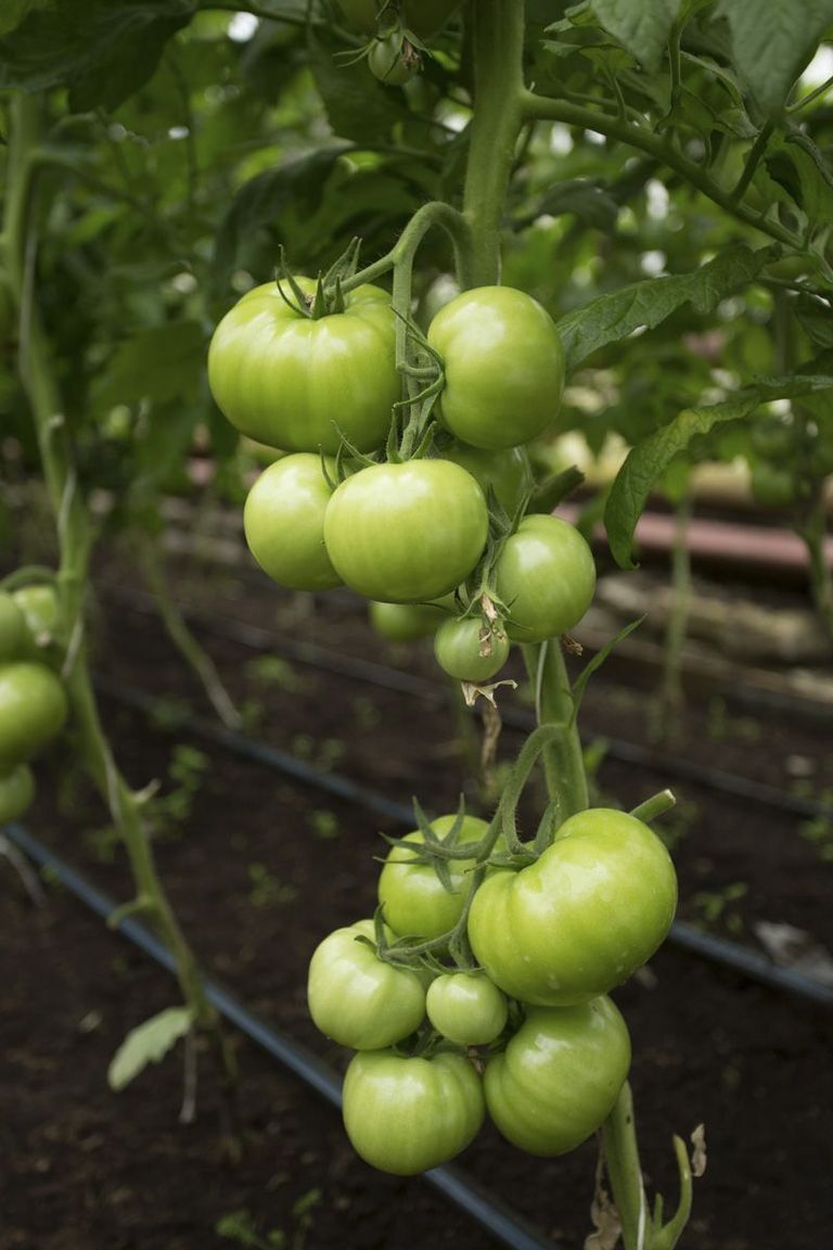 Evi Mihailov ja Tiit Leuska valmistuvad turule minekuks: kasvuhoonest on kokku korjatud kurgid, tomatid ja rabarber.