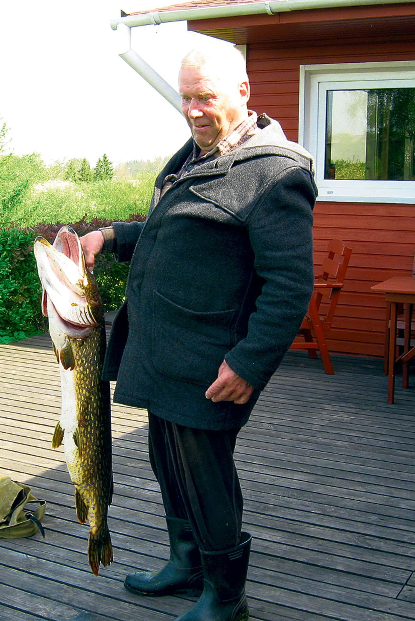 Haug
Kaal: 10,8 kg
Pikkus: 103 cm
Püügiviis: hõbekogrega söödastatud ujuvund
Kuupäev: 26. mai
Püügikoht: Valgjärve järv