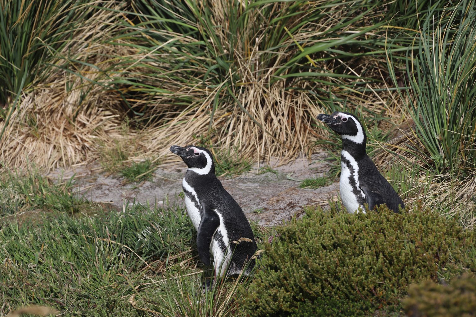 Патагонские пингвины.