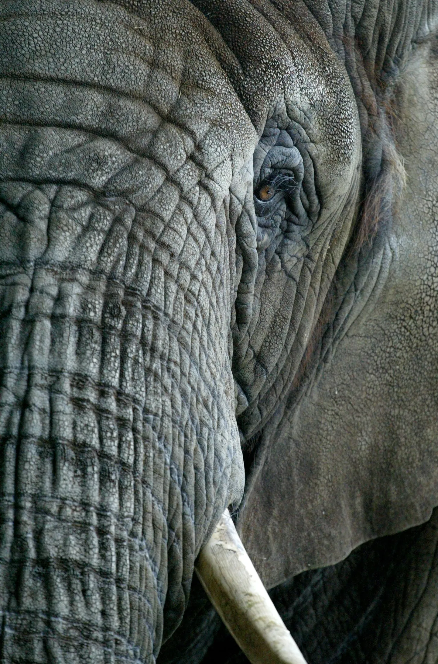 Veebist saab piiluda, mida teevad elevandid ajal, kui loomaaed on suletud.