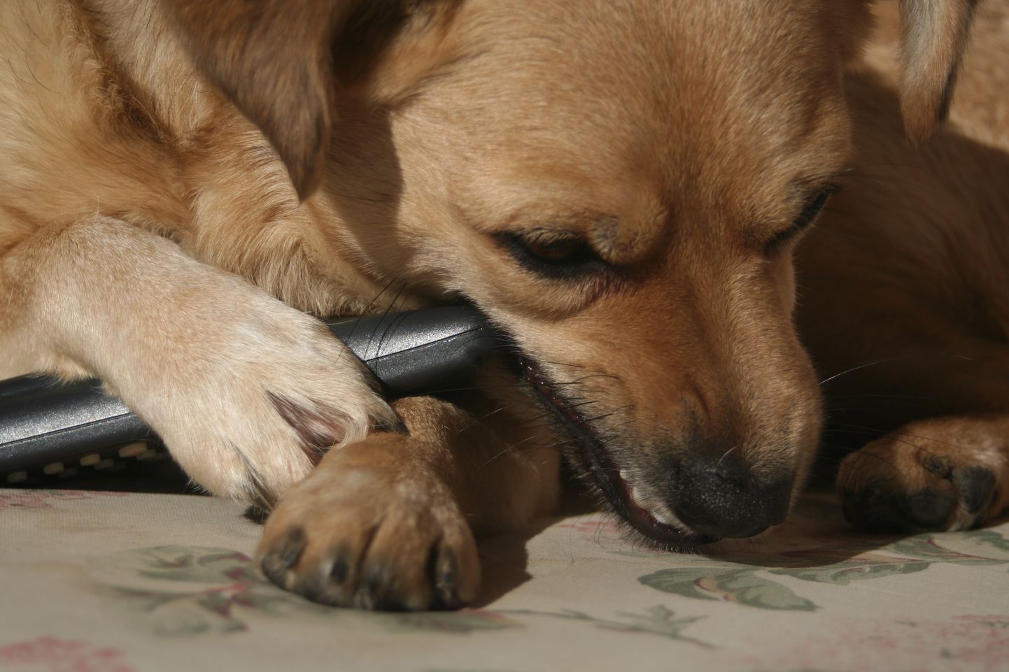 Koera teravad hambad võivad saada nutitelefonile saatuslikuks.