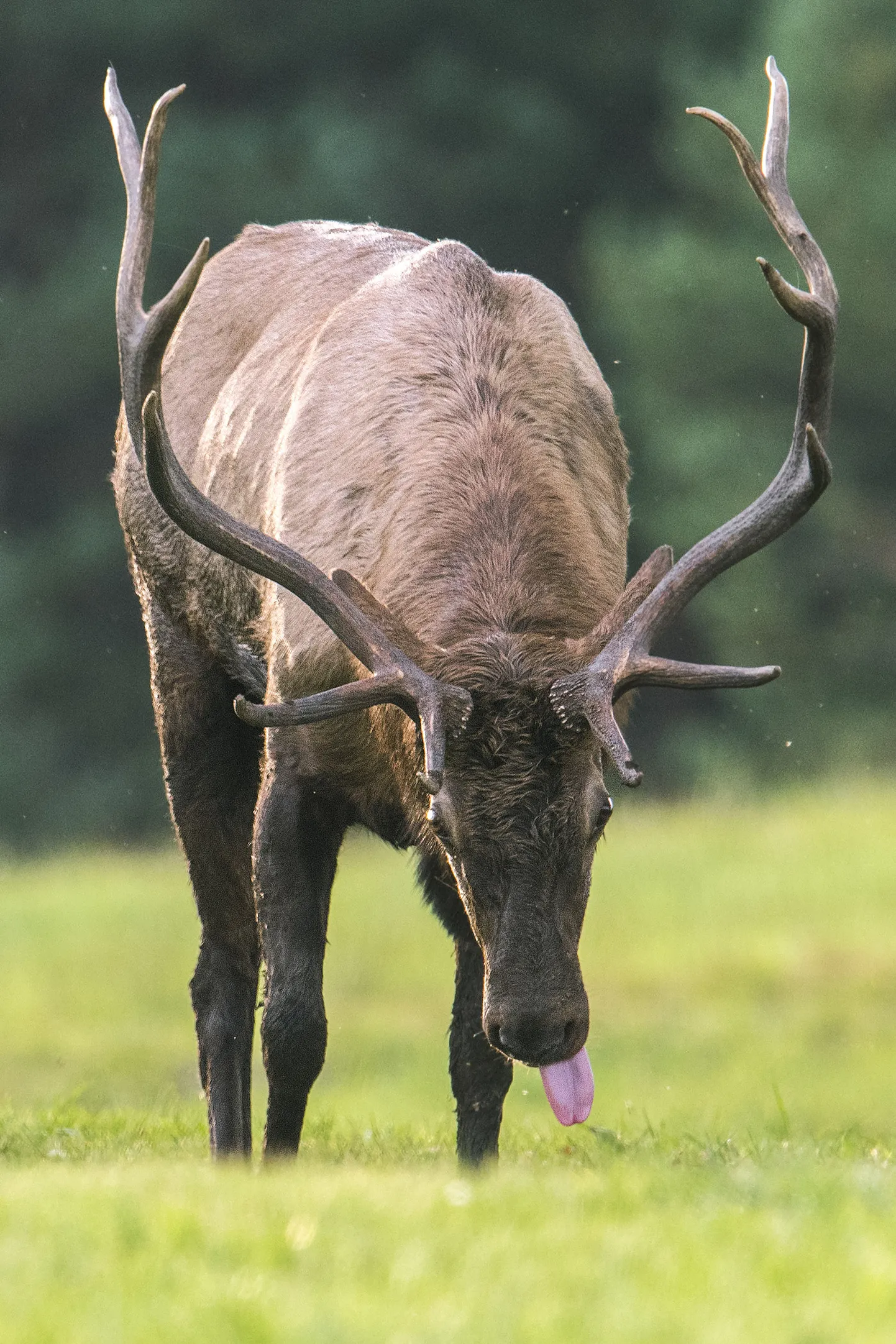 Põder