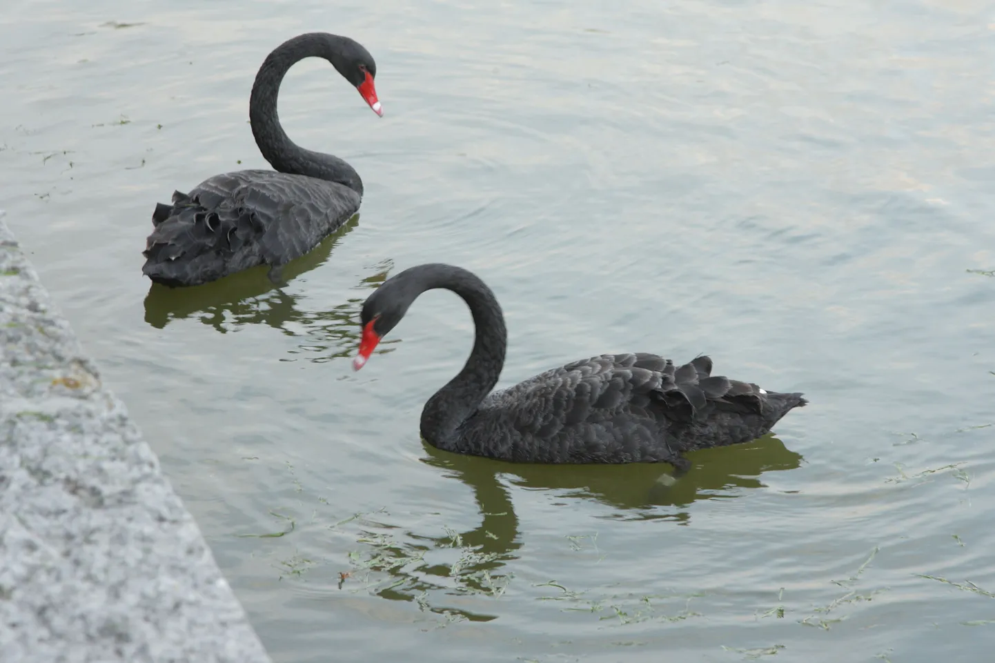 Черные лебеди в Кадриорге (19 сентября 2013 года).