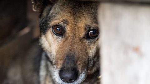 JULM EBAÕIGLUS ⟩ Koerad nälgivad ja mädanevad surnuks, aga loomapiinajad jäävad karistuseta