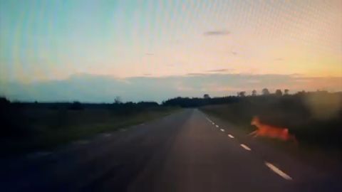 PARDAKAAMERA VIDEO ⟩ Reede hilisõhtul hüppas Pärnumaal mootorratturi teele ette kits