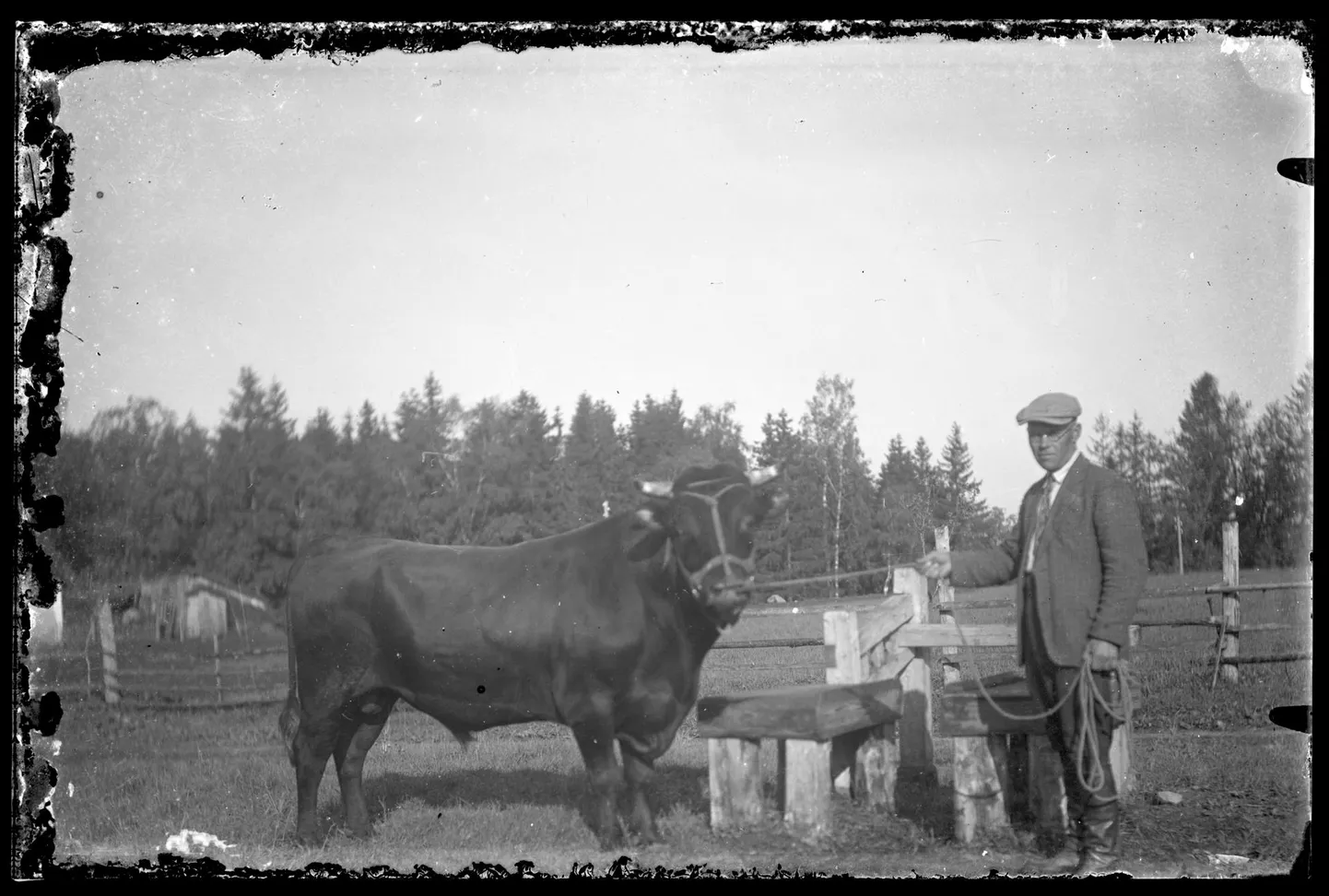 See pull, kes veidi vähem kui 90 aastat tagasi koos oma peremehega kusagil Puhja kandis Karl Soldani kaamerasilma ette jäi, ei paista eriti kuri olevat.