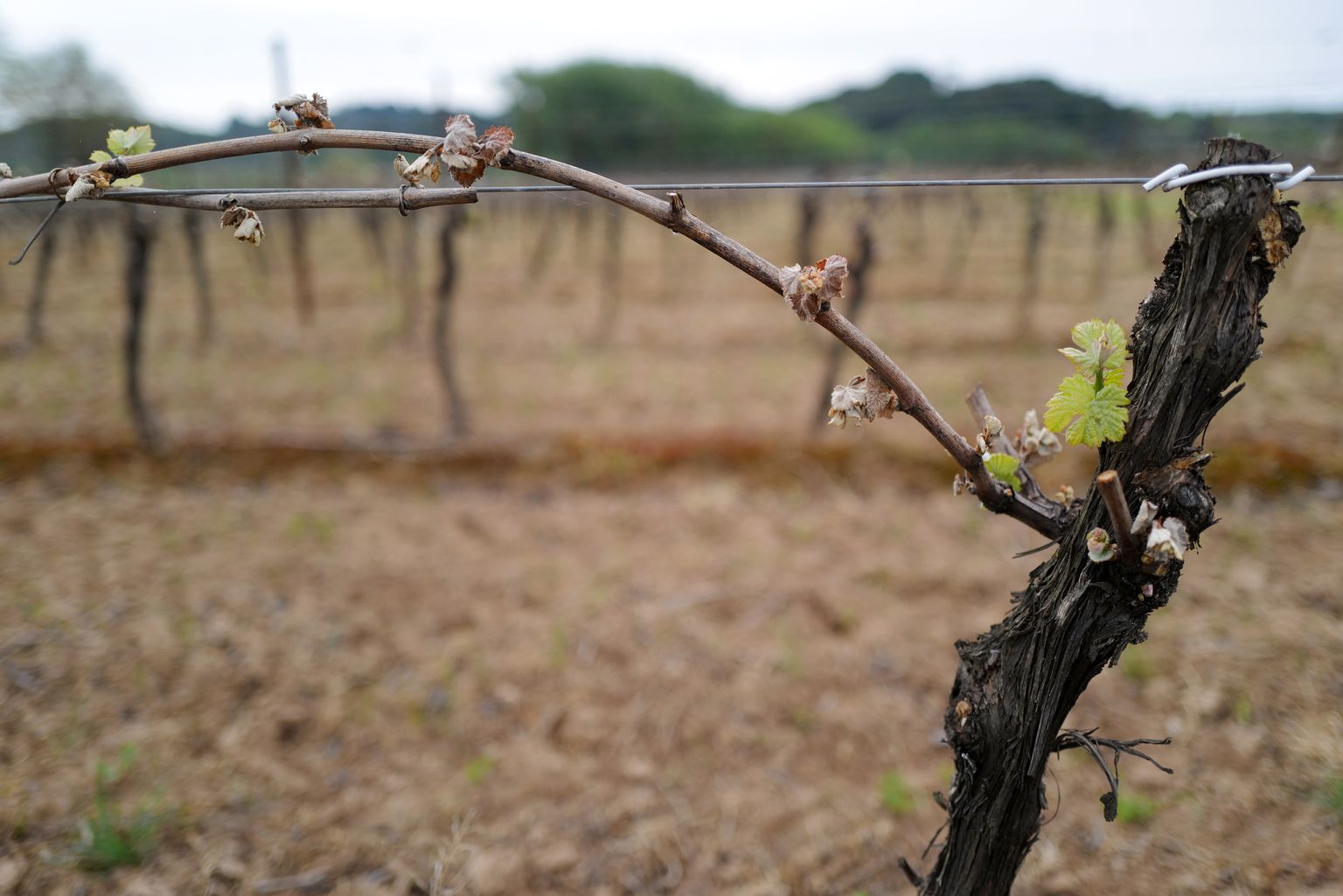 Külmakahjustustega viinamarjaistandus Lõuna-Prantsusmaal.