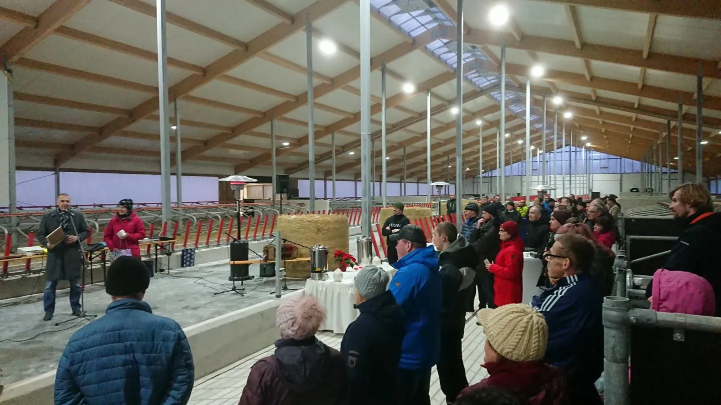 Triigi uues laudas hakkab pärast pidulikku avamist elama kuni 400 lehma.