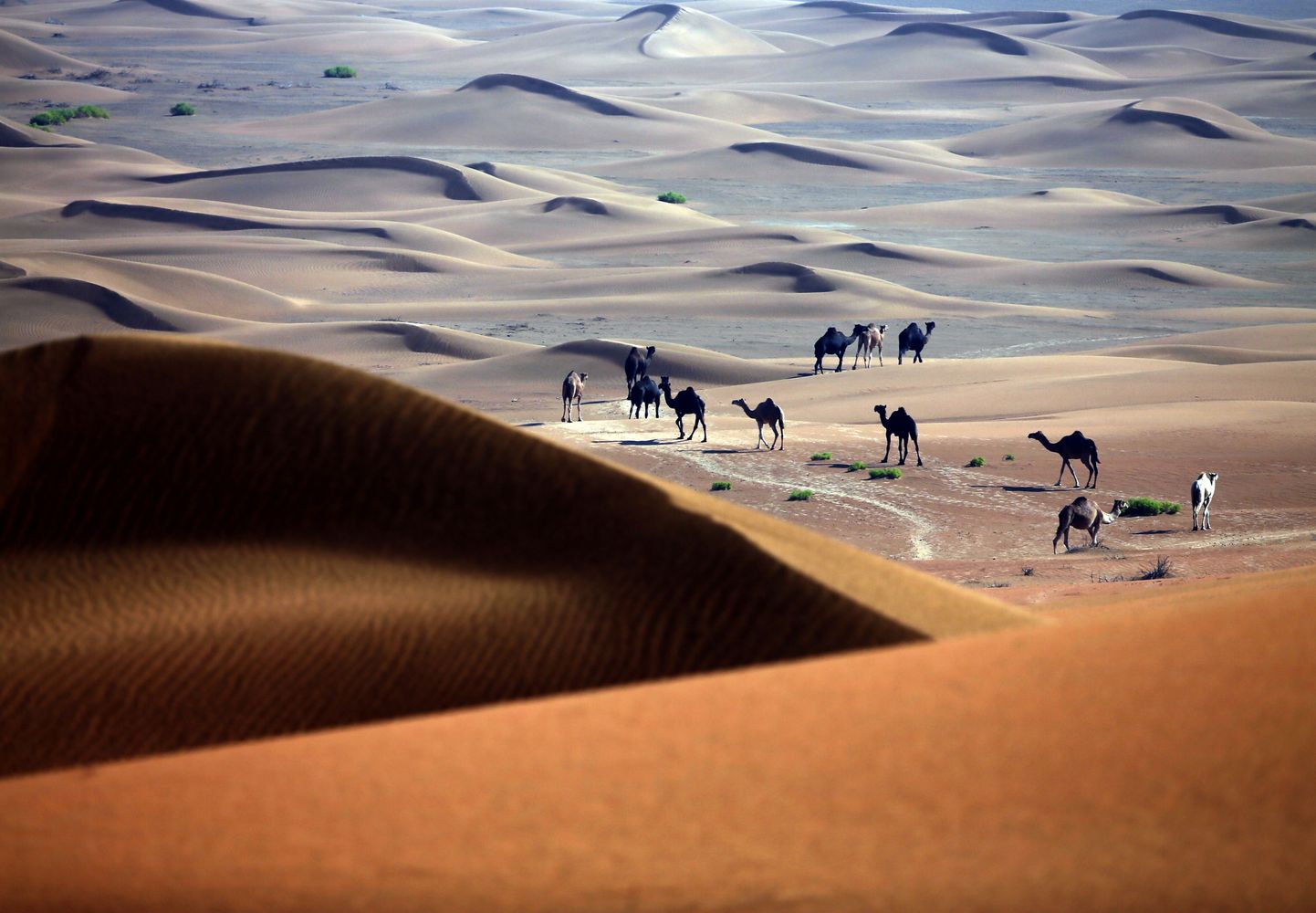 Camels walk in the Liwa desert, 220 kms west of Abu Dhabi, on November 22, 2013. TOPSHOTS/AFP PHOTO/KARIM SAHIB